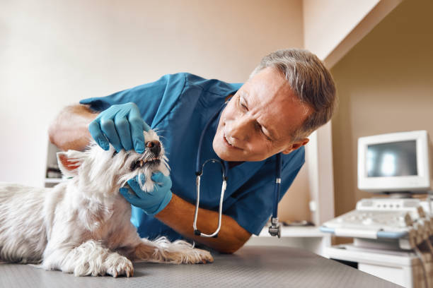 Best Walk-In Emergency Dental Services in Dayton, OH